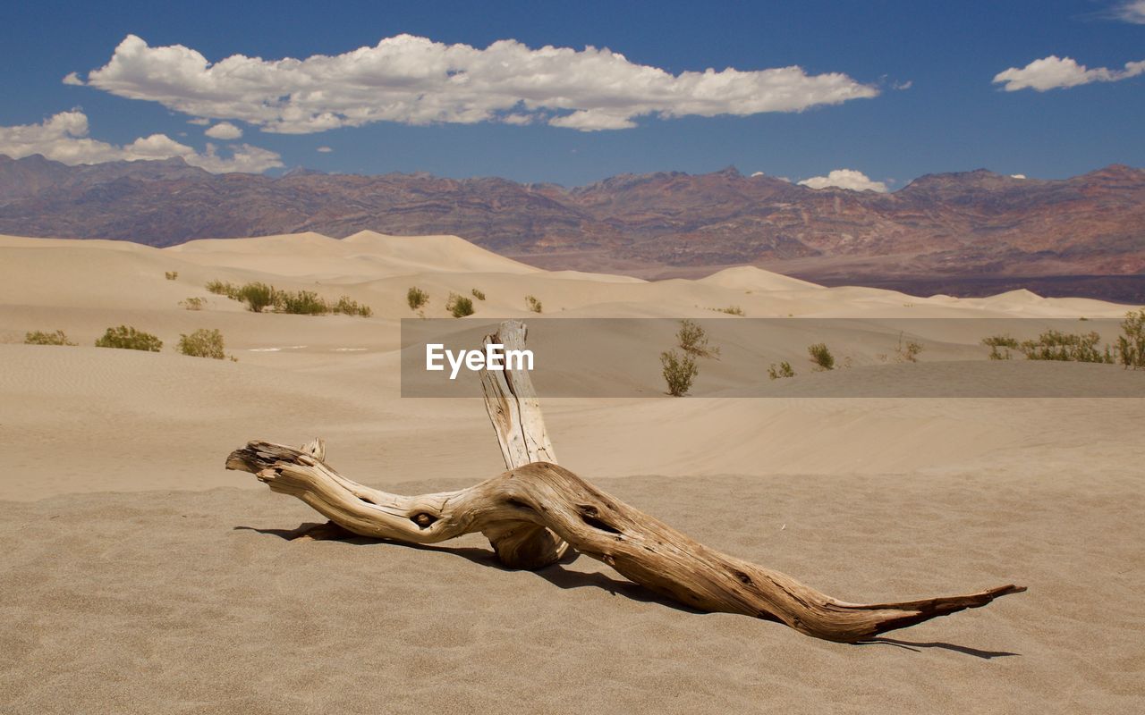 Dead tree on desert against sky