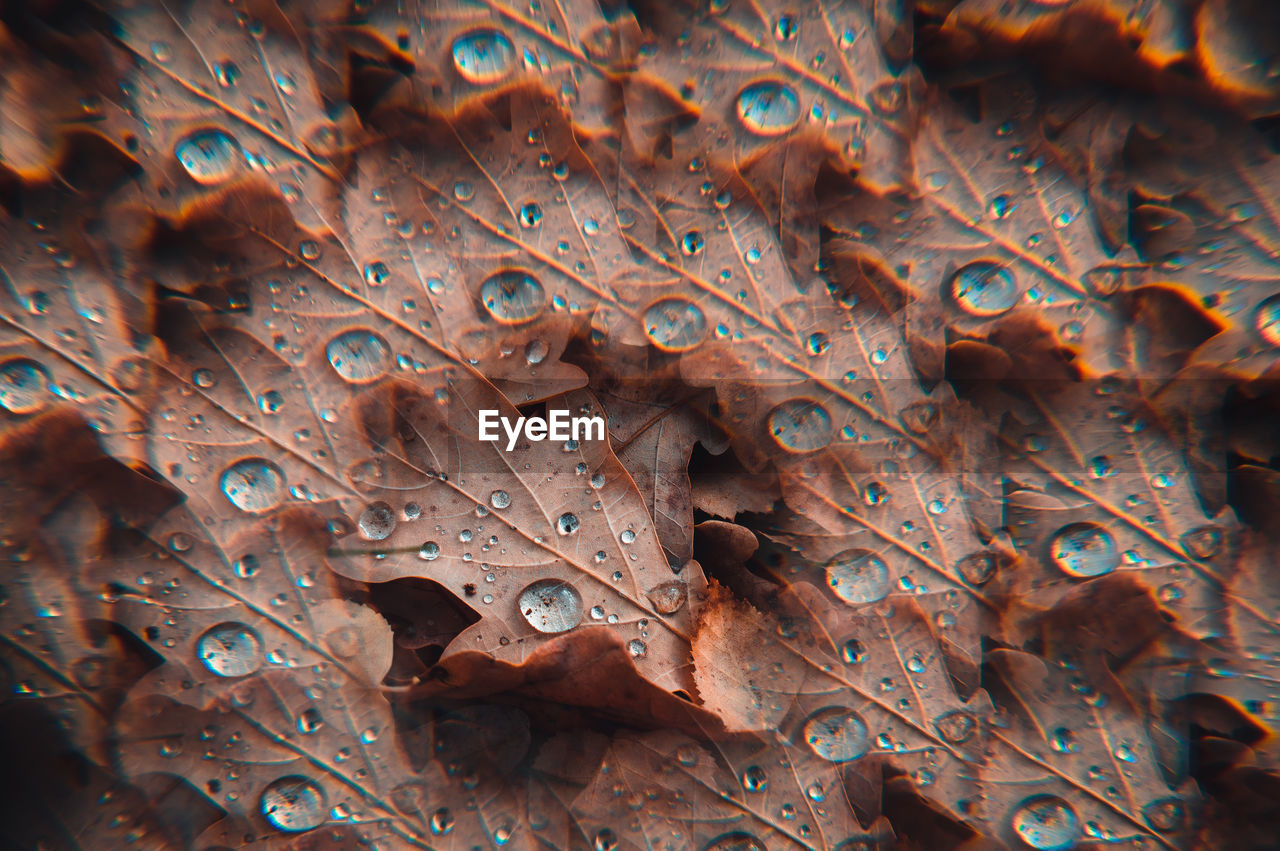 Full frame shot of raindrops on leaves