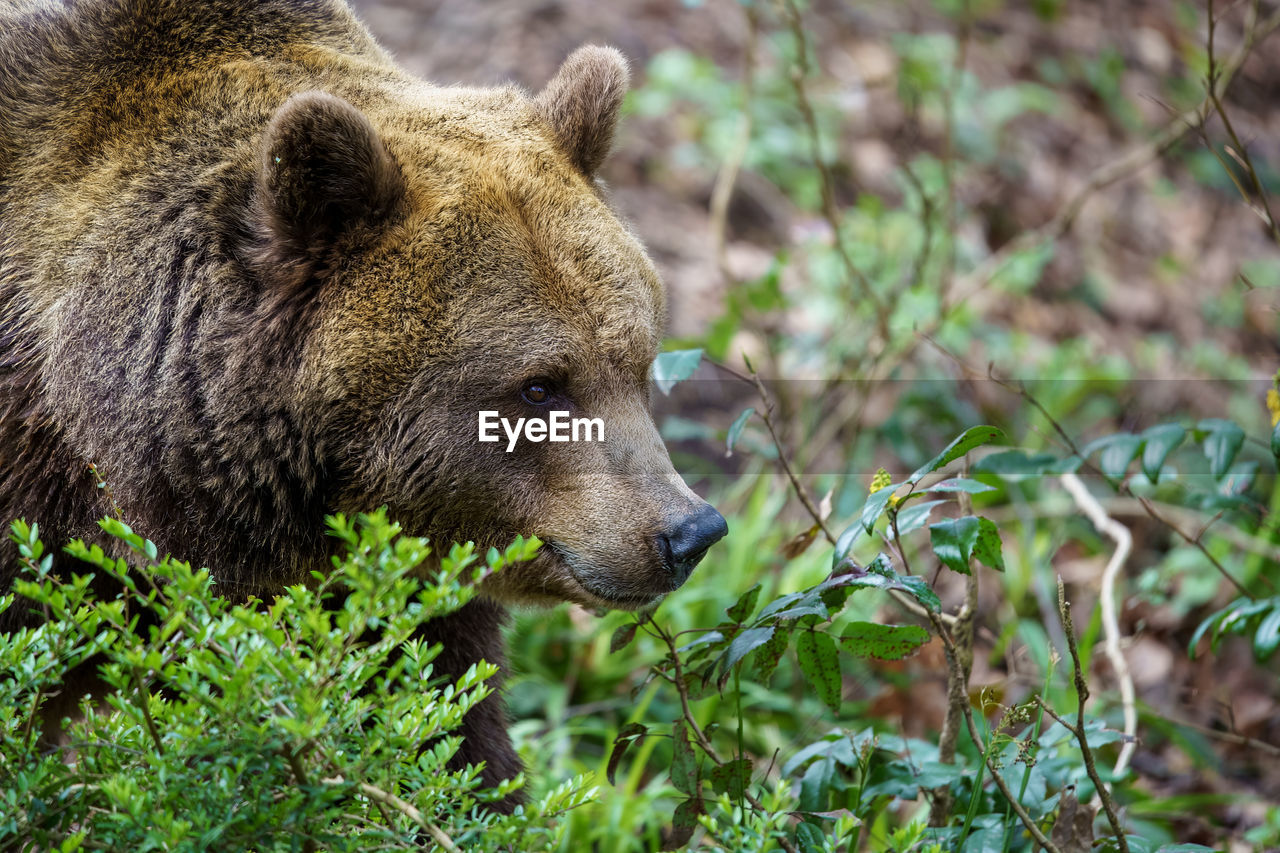 close-up of a bear