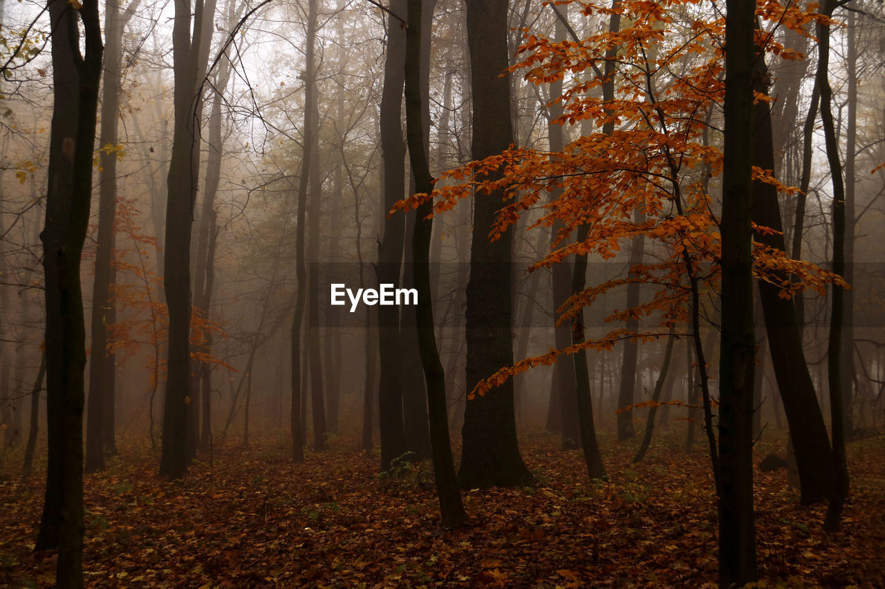 Trees in forest during autumn