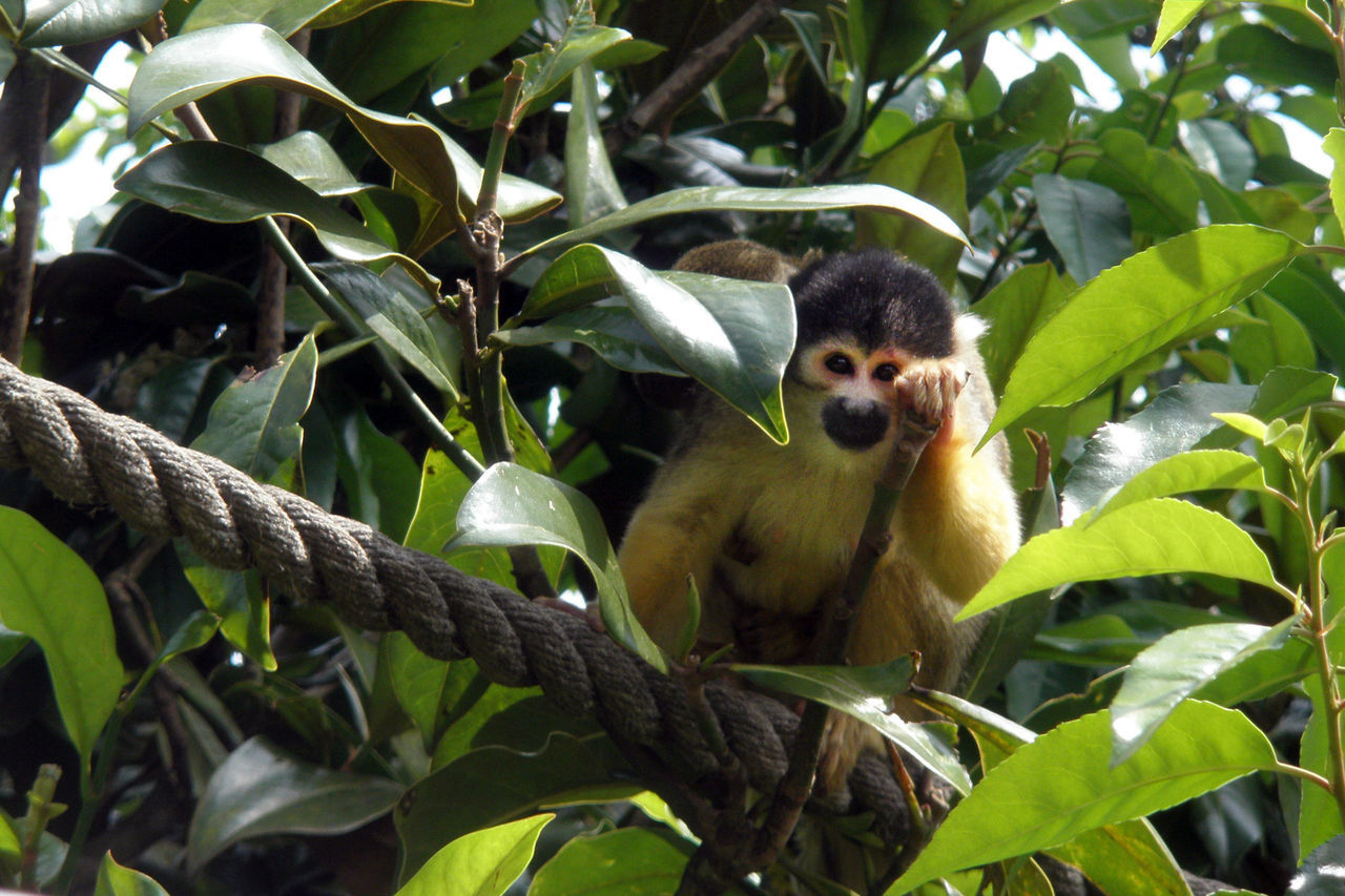 Portrait of squirrel monkey on rope amidst plants