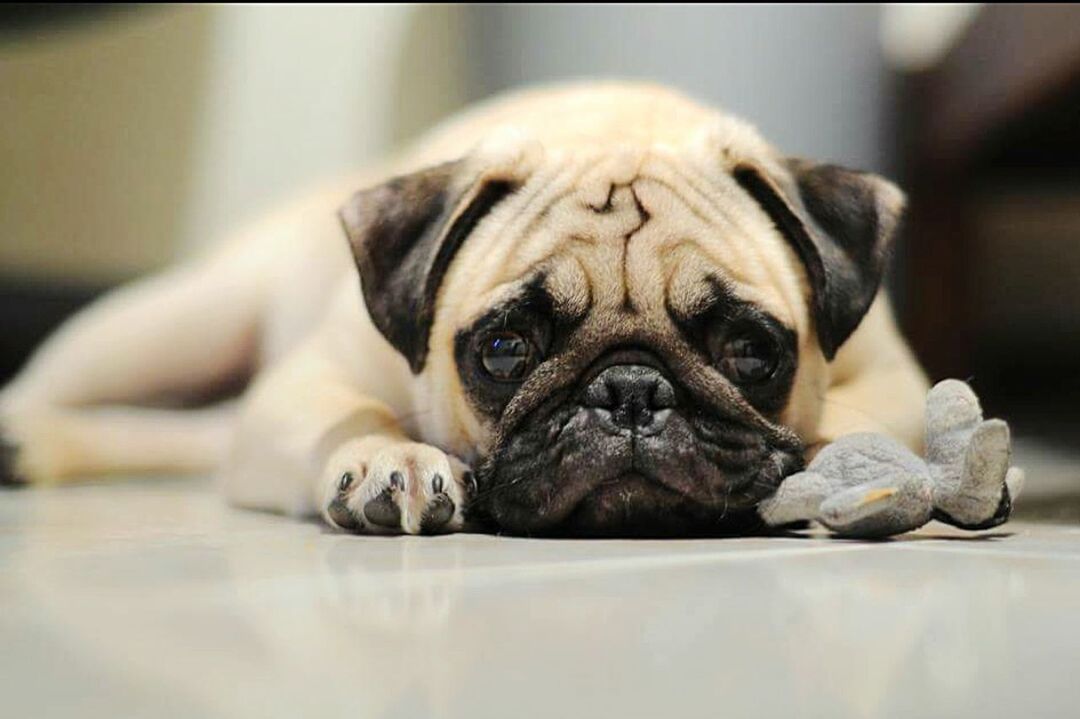 PORTRAIT OF A DOG RESTING