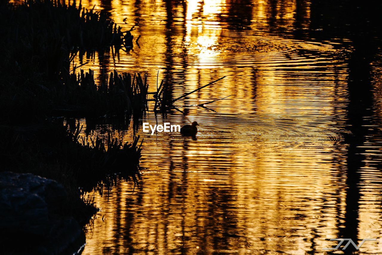 SILHOUETTE DUCKS SWIMMING IN LAKE