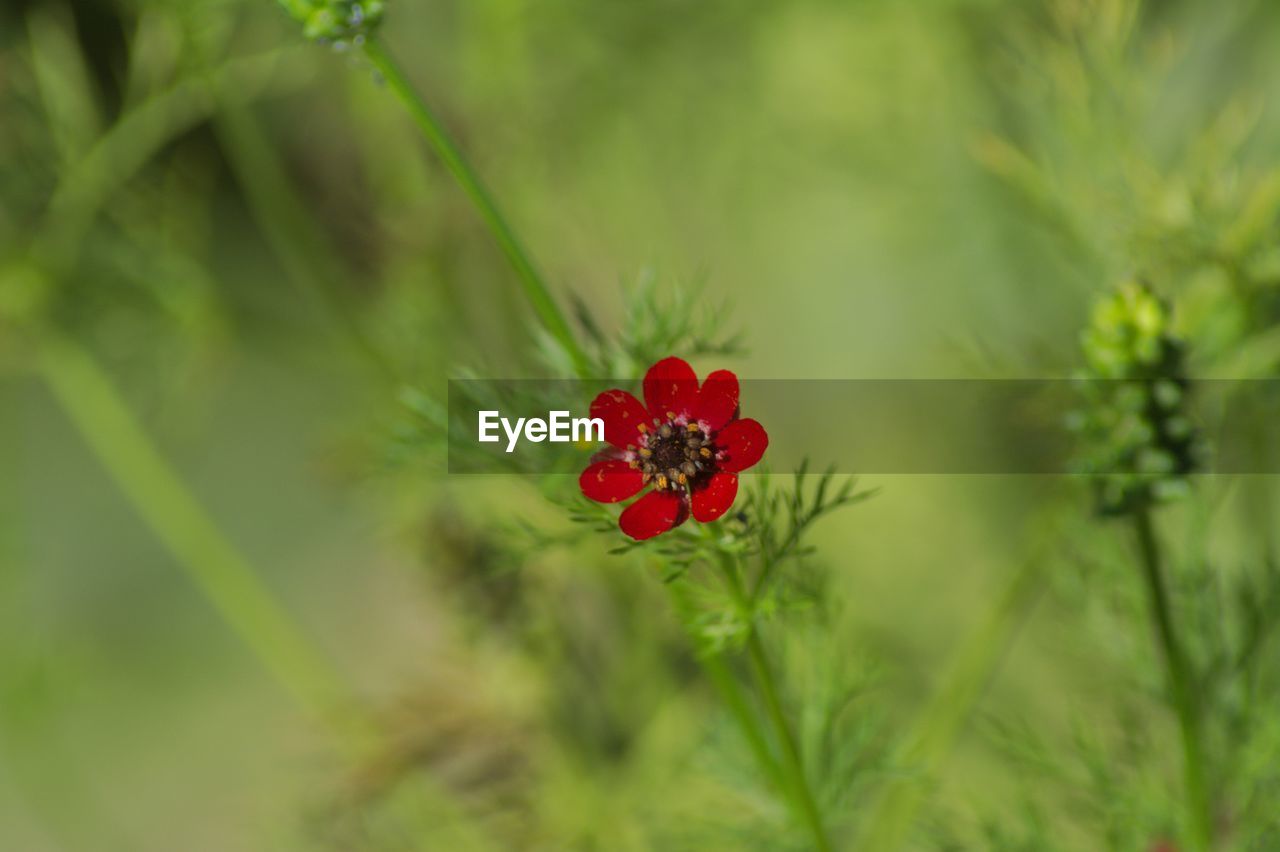 CLOSE-UP OF RED FLOWERING PLANT