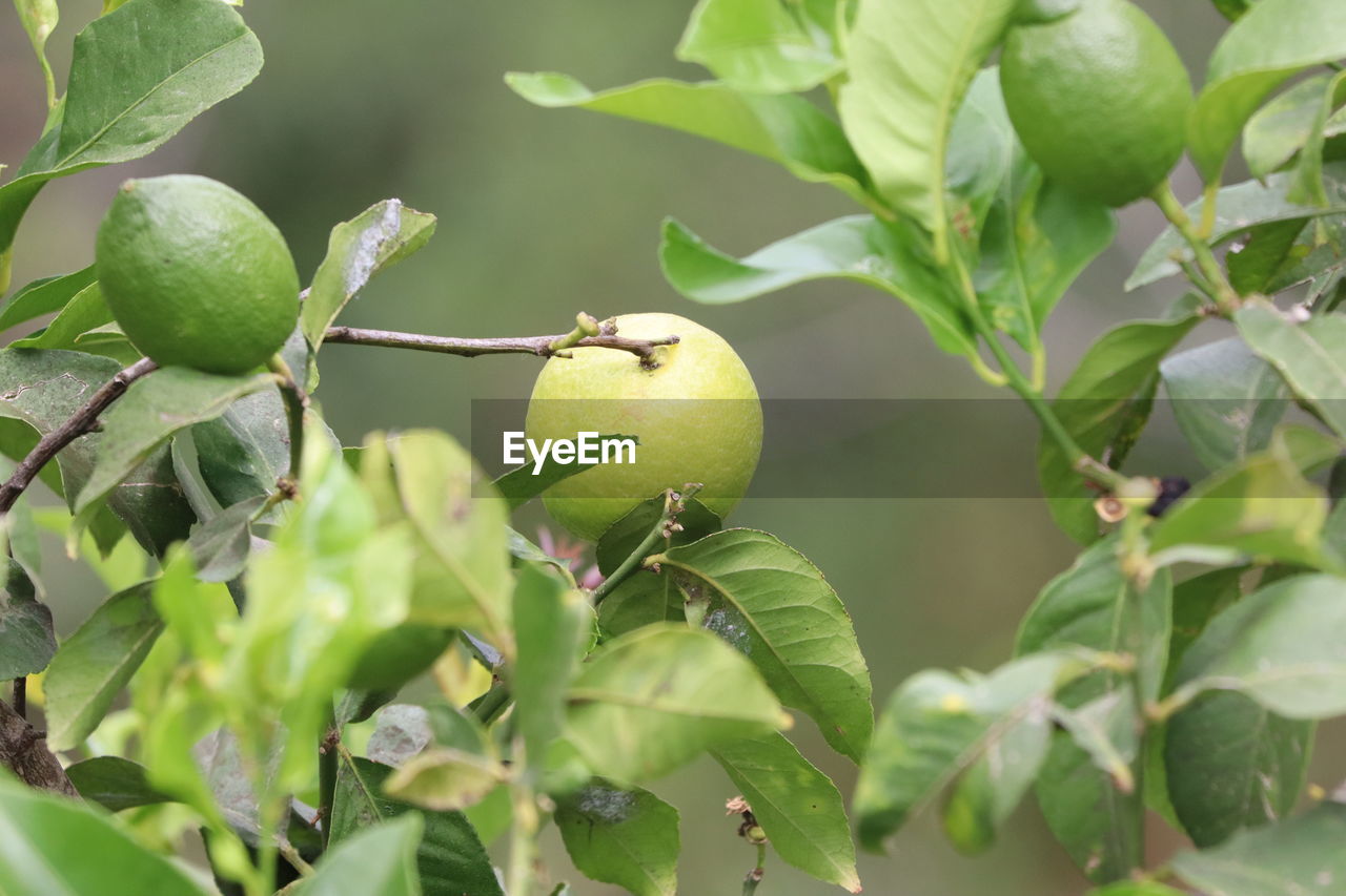 Close-up of fruits on tree