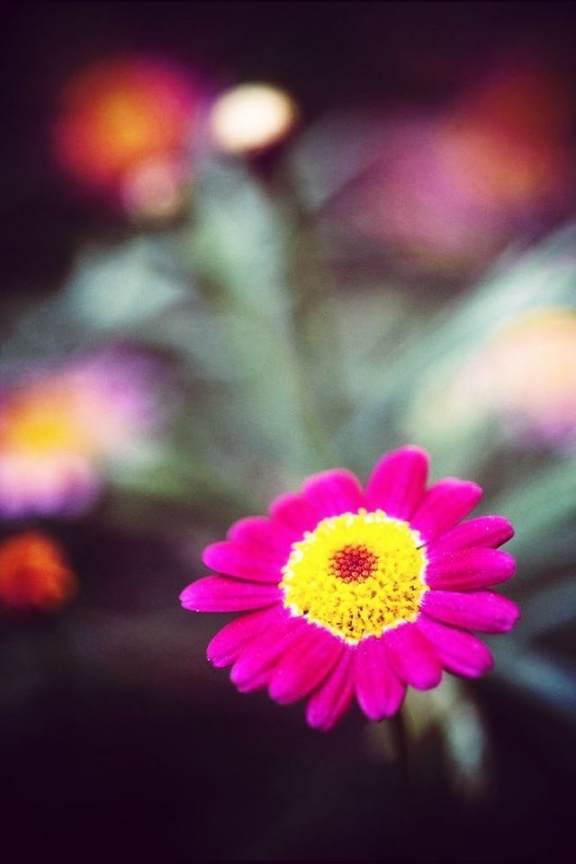 CLOSE-UP OF PINK FLOWERS