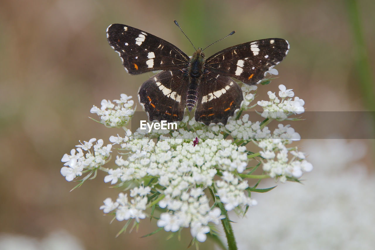 close-up of butterfly pollinating on flower