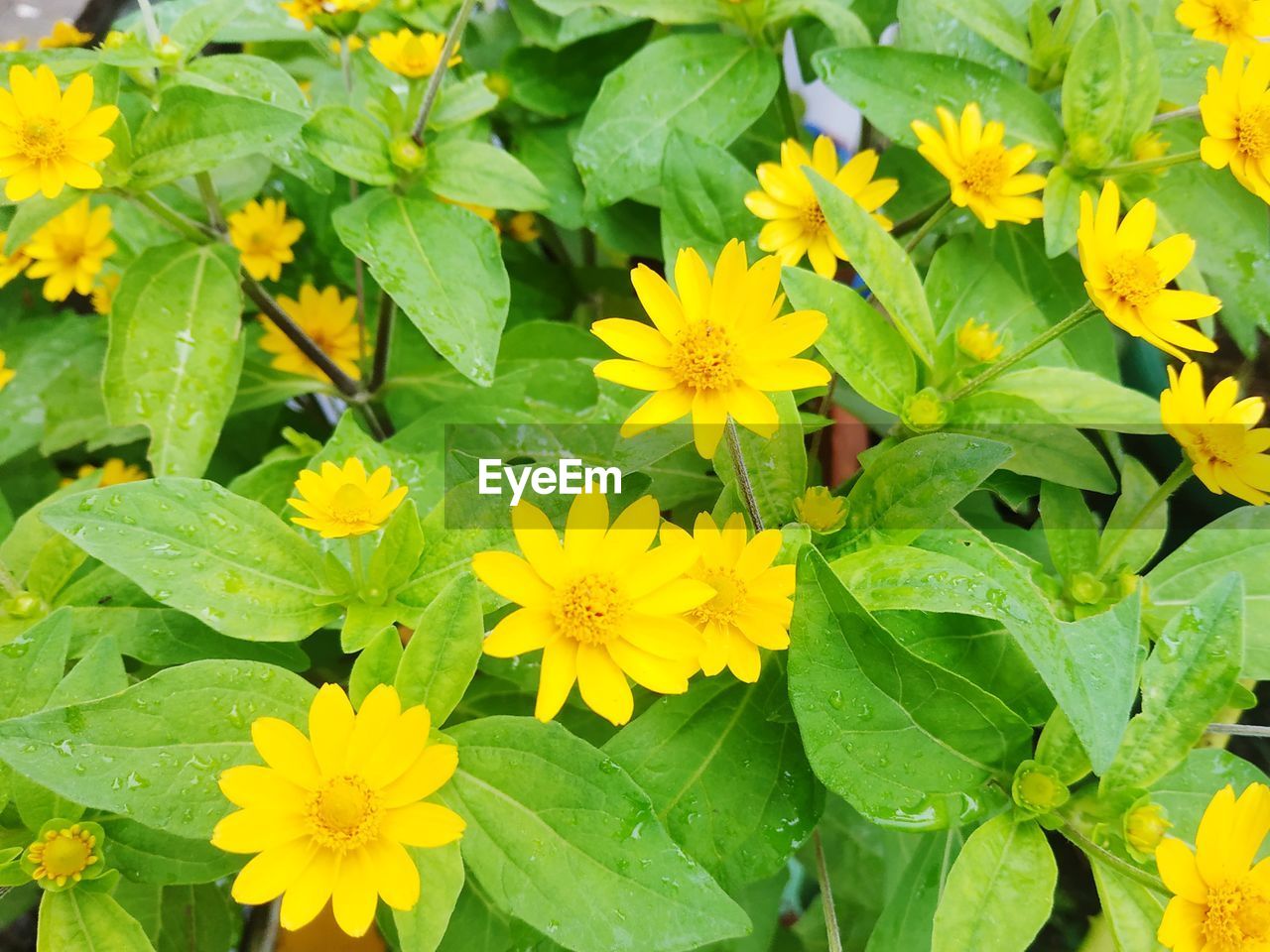 CLOSE-UP OF YELLOW FLOWERING PLANTS IN SUNLIGHT
