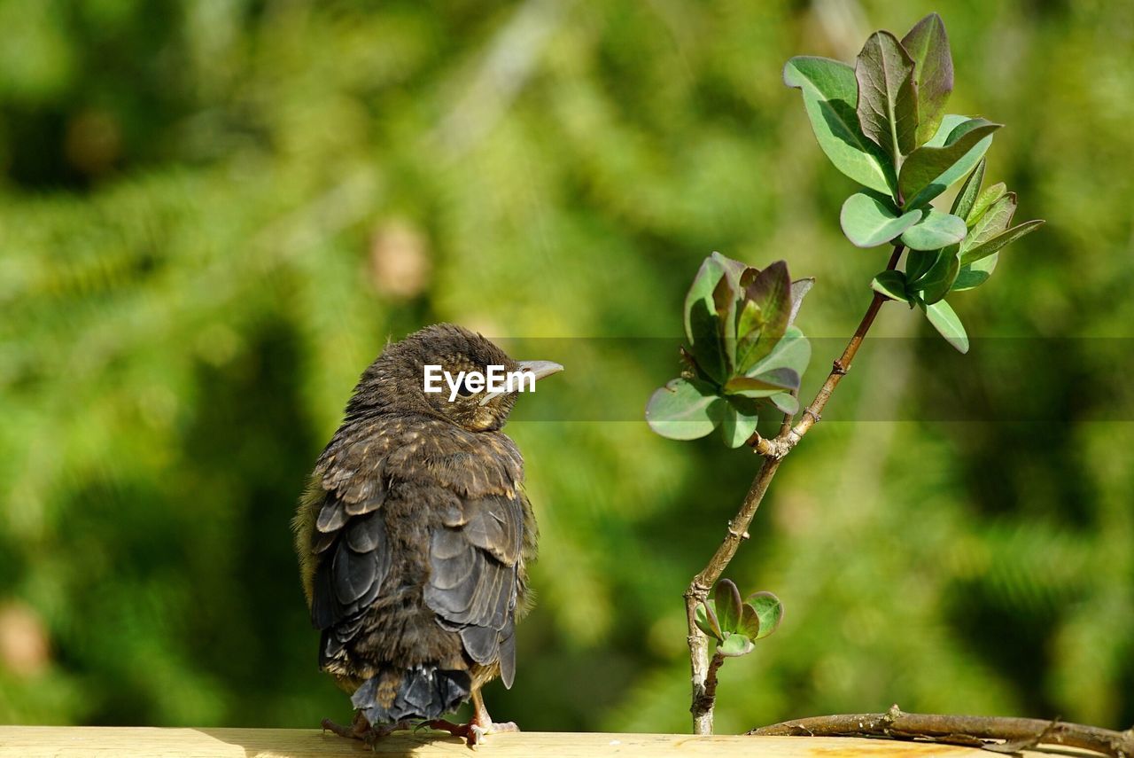 Close-up of bird perching on tree