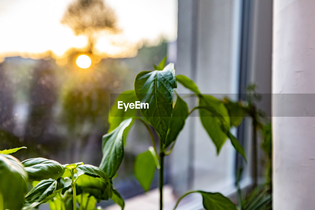 SUNLIGHT STREAMING THROUGH POTTED PLANT