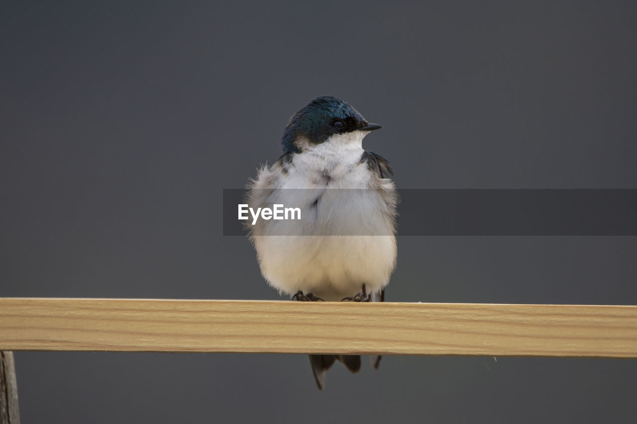 CLOSE-UP OF BIRD PERCHING ON WOOD AGAINST SKY