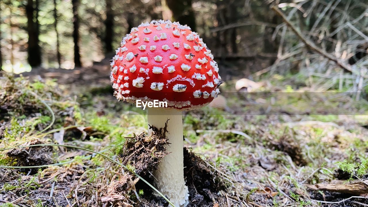 Close-up of fly agaric mushroom on field