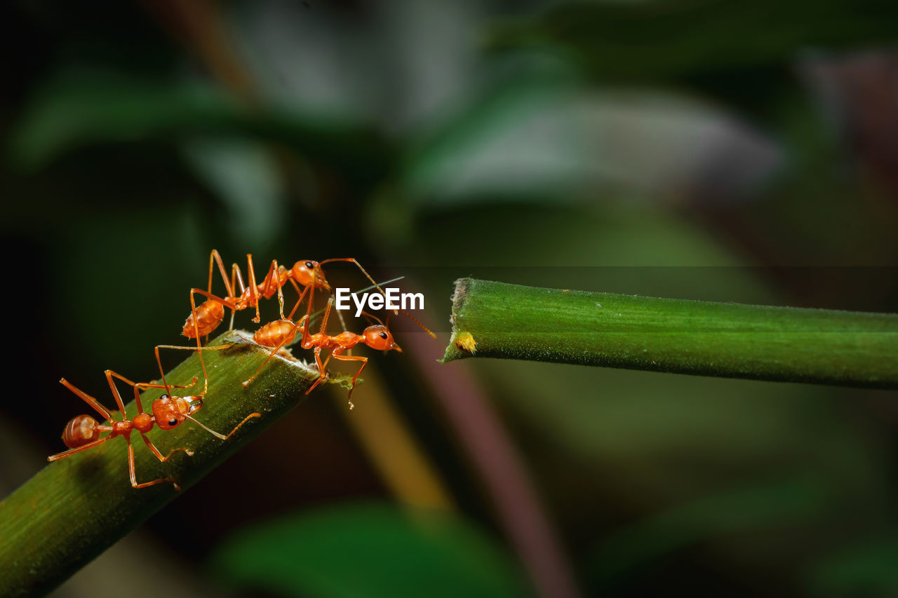 CLOSE-UP OF INSECT ON LEAF