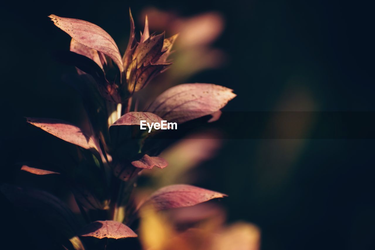 leaf, plant, flower, nature, flowering plant, beauty in nature, petal, plant part, close-up, darkness, sunlight, autumn, macro photography, yellow, growth, freshness, light, no people, fragility, outdoors, red, flower head, copy space, selective focus, food