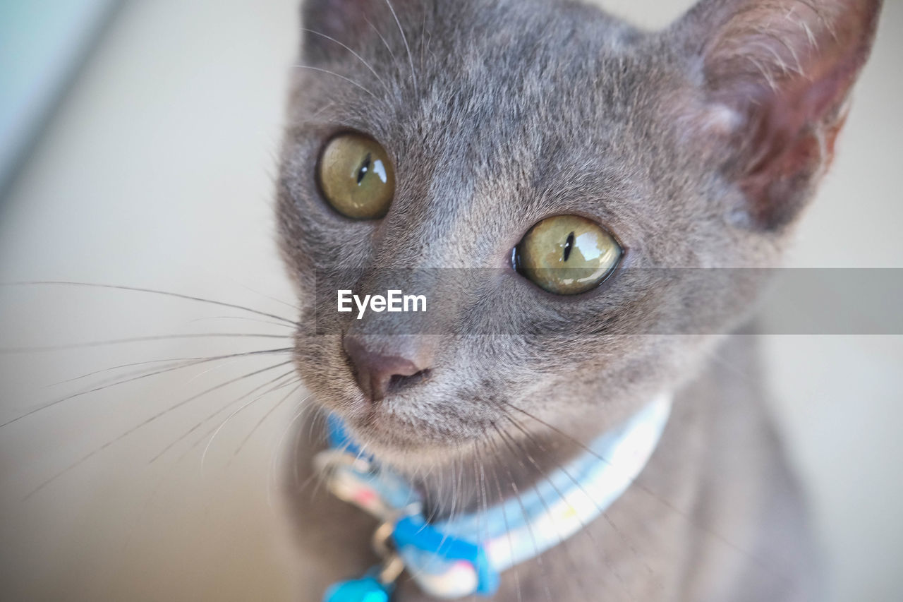 Close-up portrait of cat