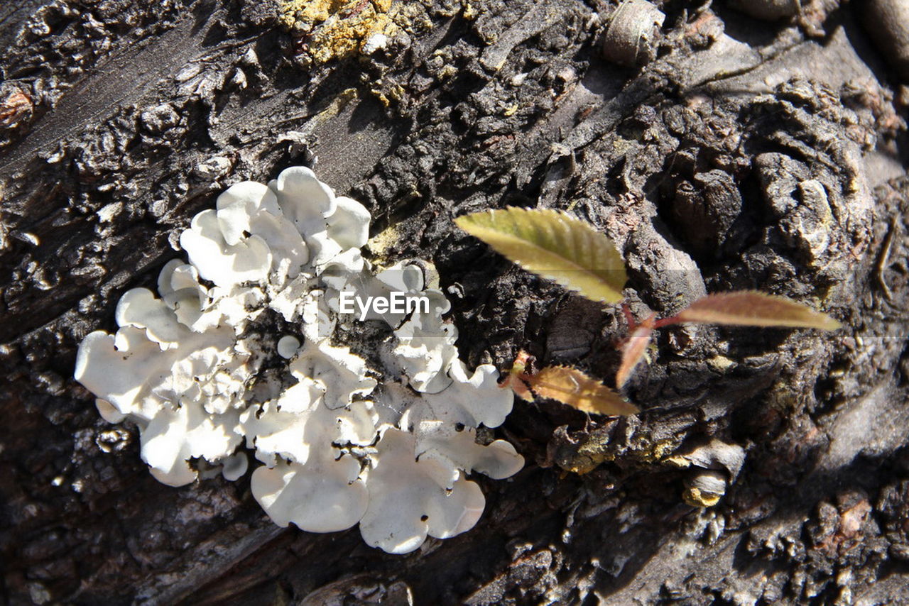 CLOSE-UP OF WHITE FLOWERS BLOOMING