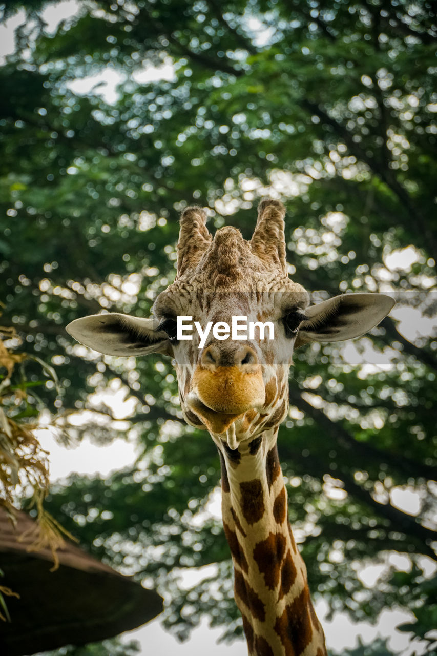 Portrait of giraffe in zoo