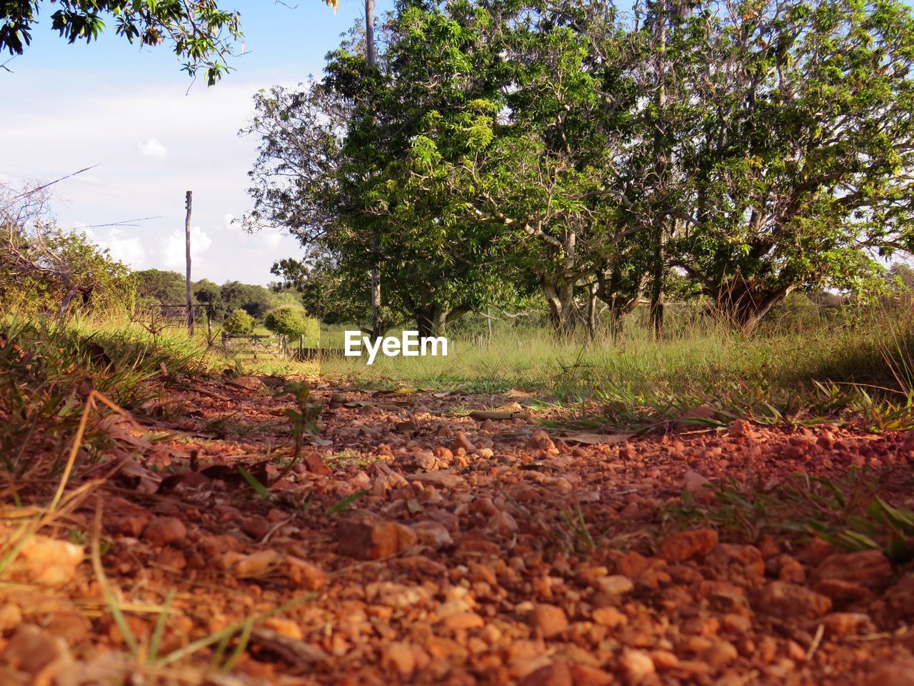 VIEW OF TREES GROWING ON FIELD