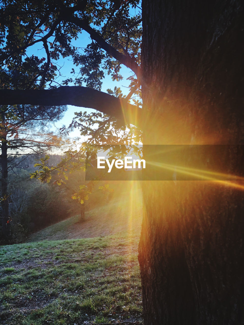 SUNLIGHT STREAMING THROUGH TREES ON SUNNY DAY