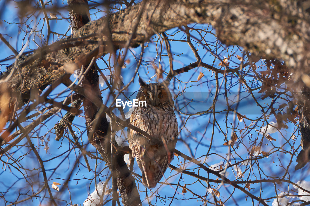 LOW ANGLE VIEW OF BIRD ON TREE