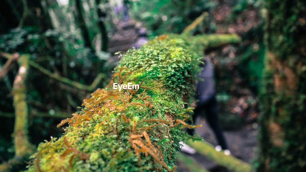 CLOSE-UP OF MOSS GROWING ON TREE