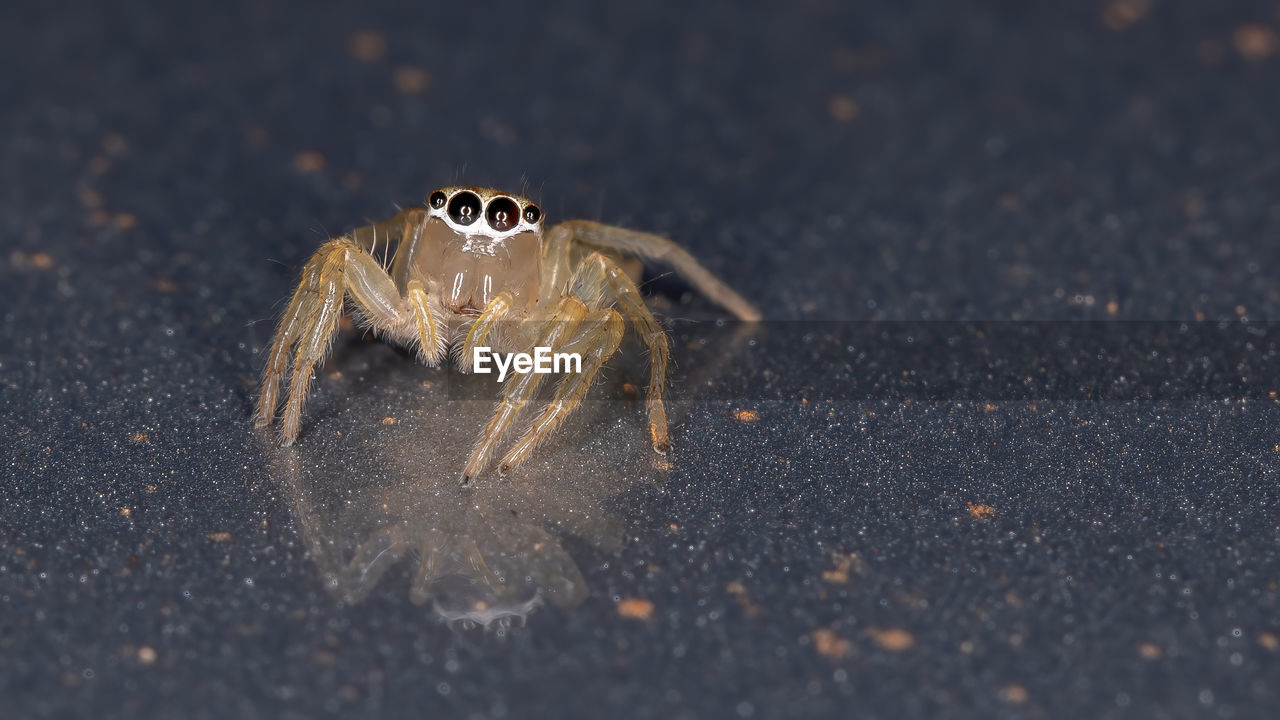 CLOSE-UP OF SPIDER ON THE GROUND