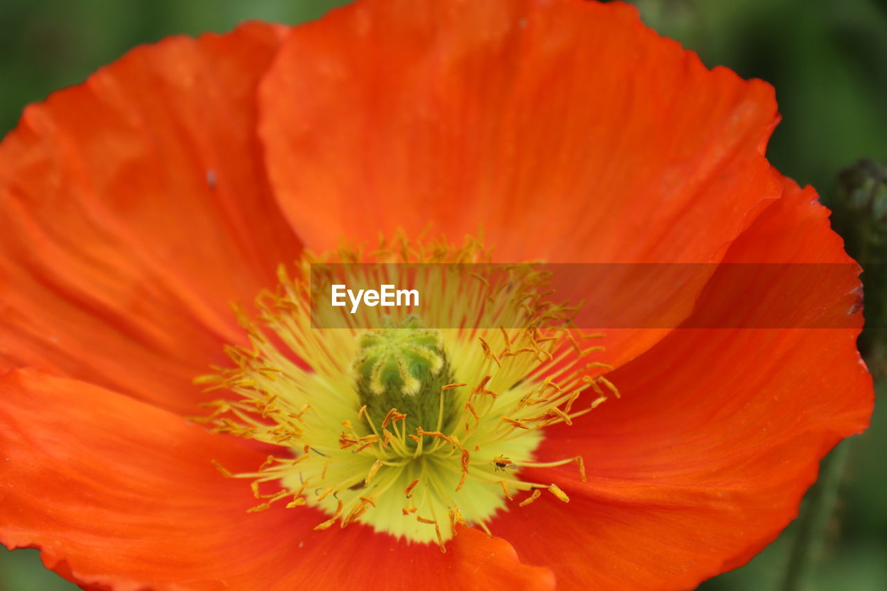 Close-up of orange flower