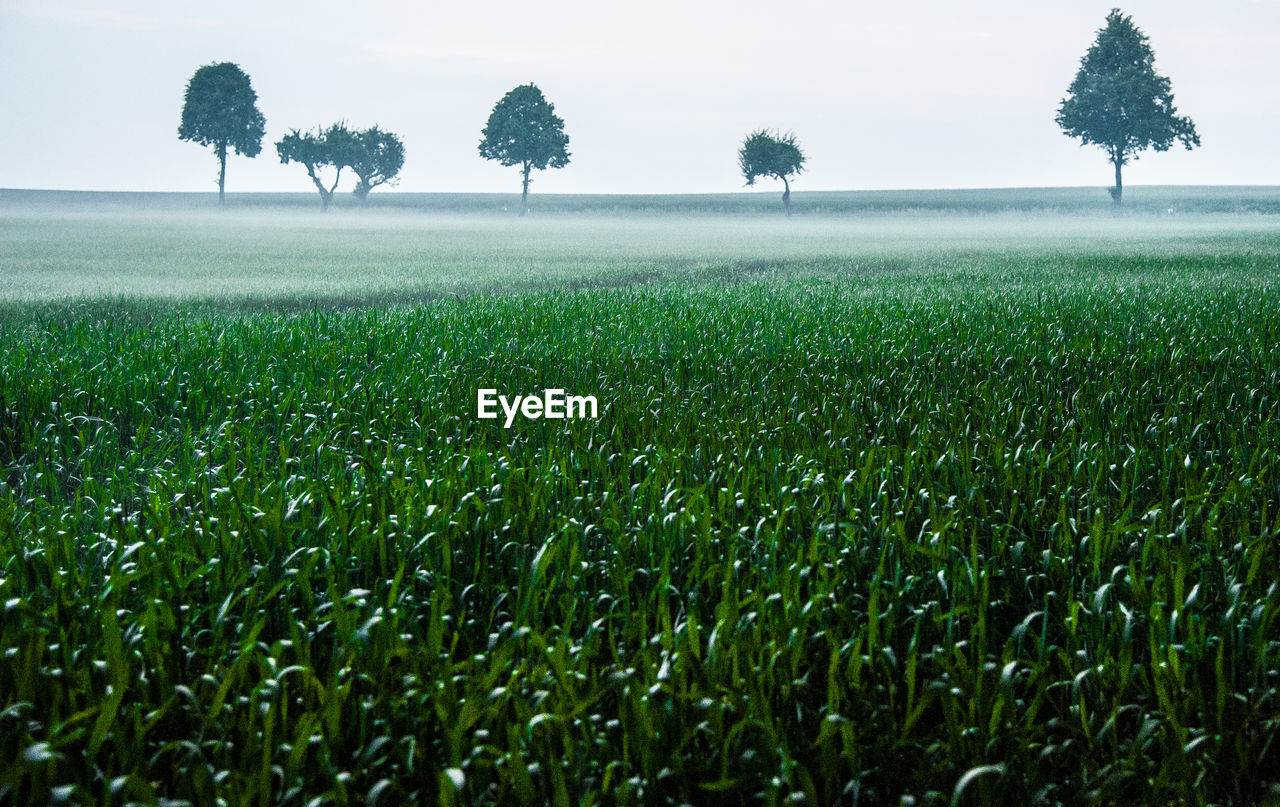 SCENIC VIEW OF FARM AGAINST SKY