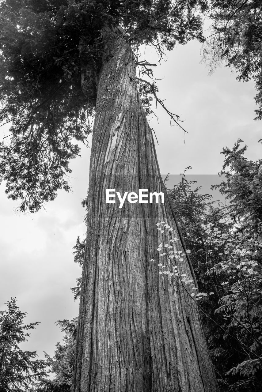 LOW ANGLE VIEW OF TREES AGAINST SKY IN FOREST