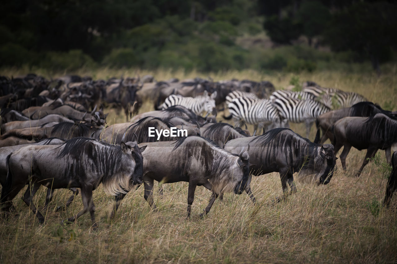 Large group of wildebeest on field