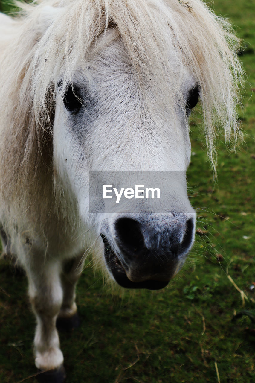 close-up of white horse on grassy field