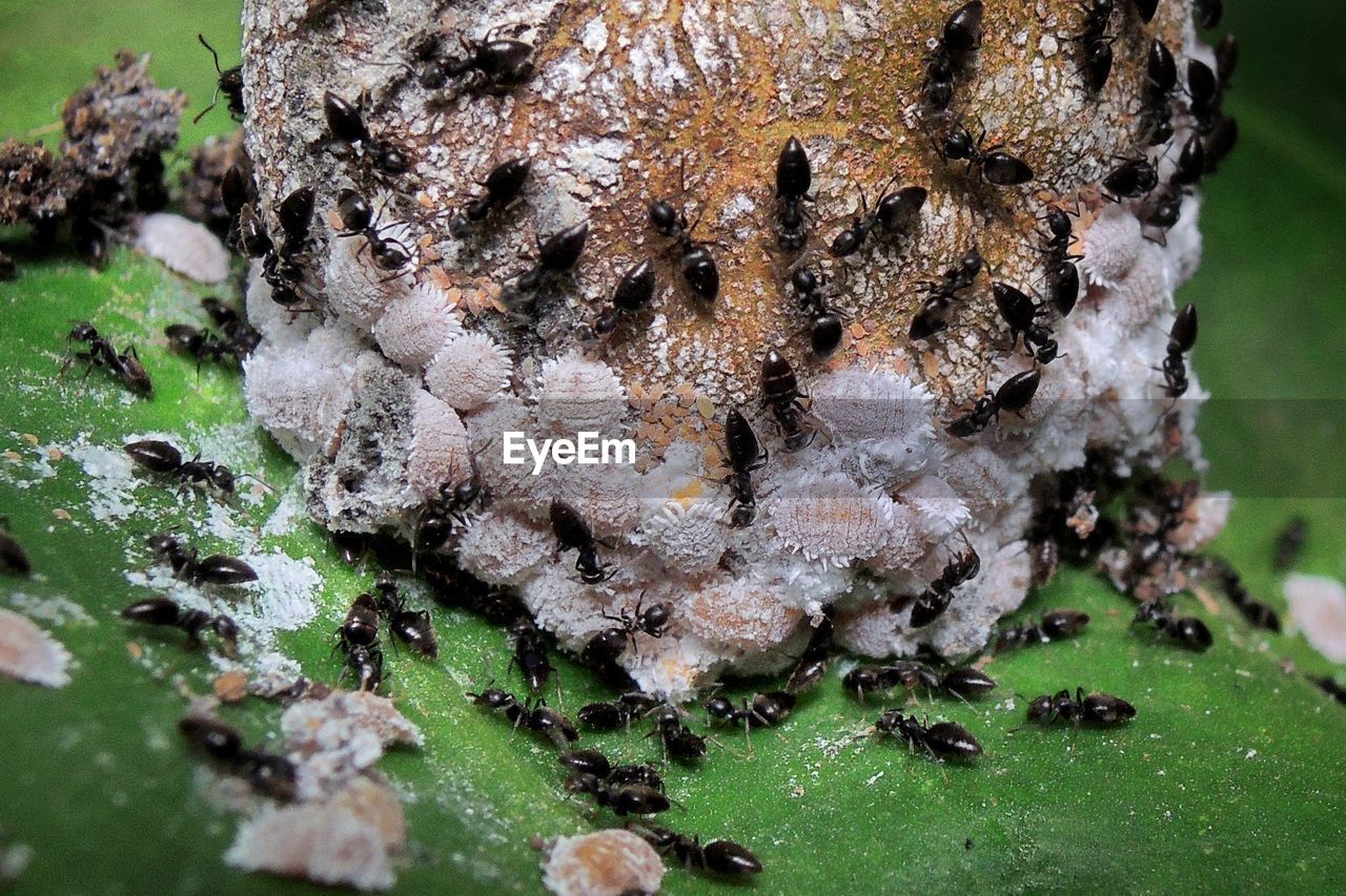 Close-up of insects on wood