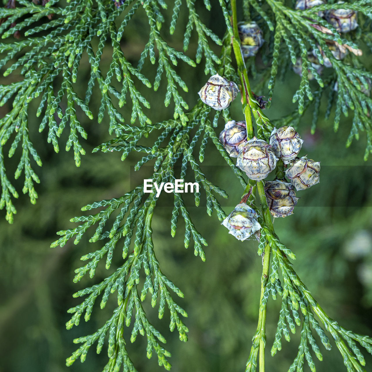 Closeup of the green leaves and tiny cones of a lawson cypress tree chamaecyparis lawsoniana