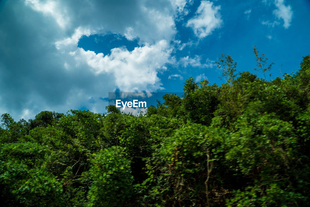 LOW ANGLE VIEW OF TREES GROWING IN FOREST AGAINST SKY