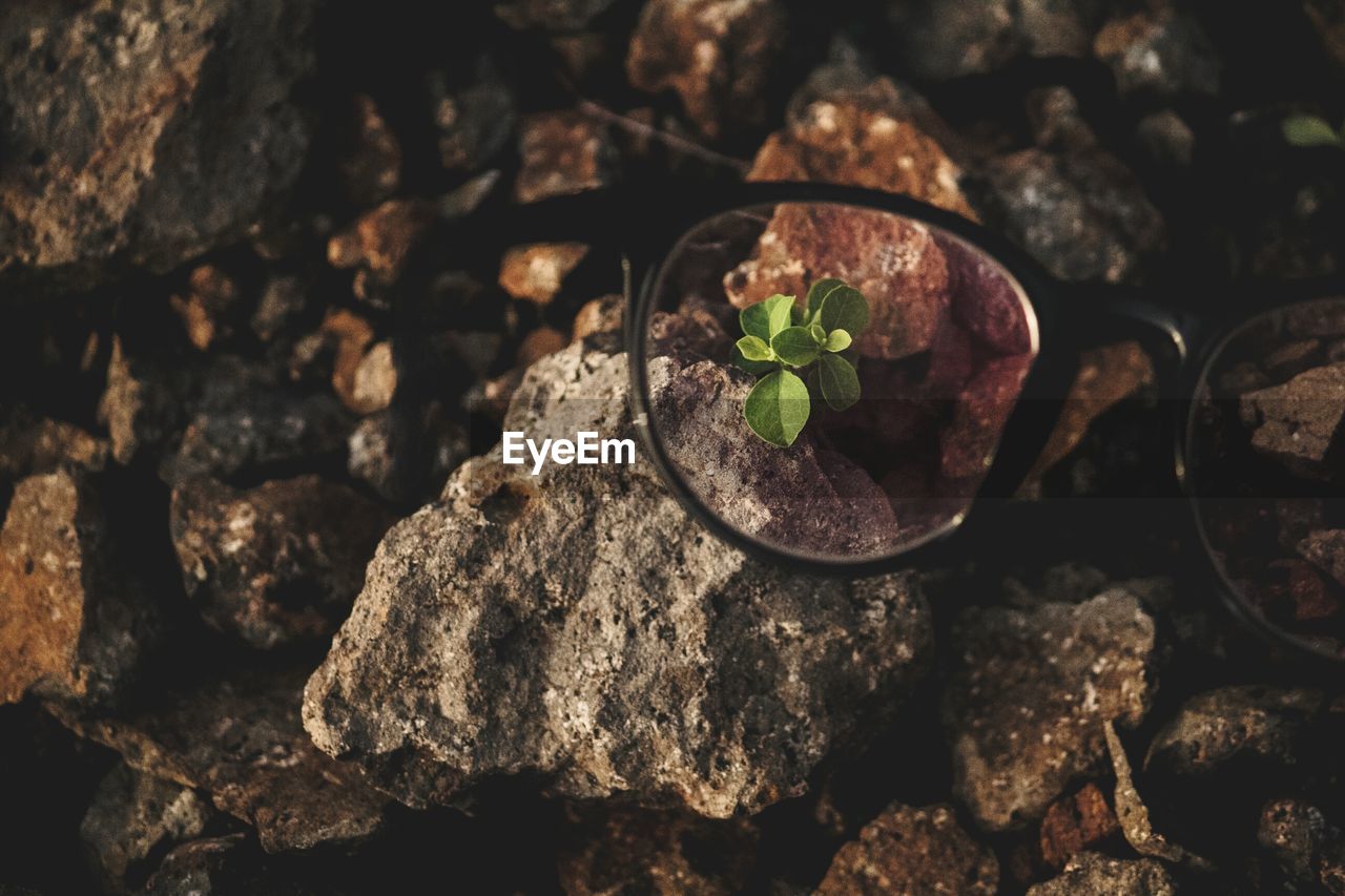High angle view of eyeglasses over plant