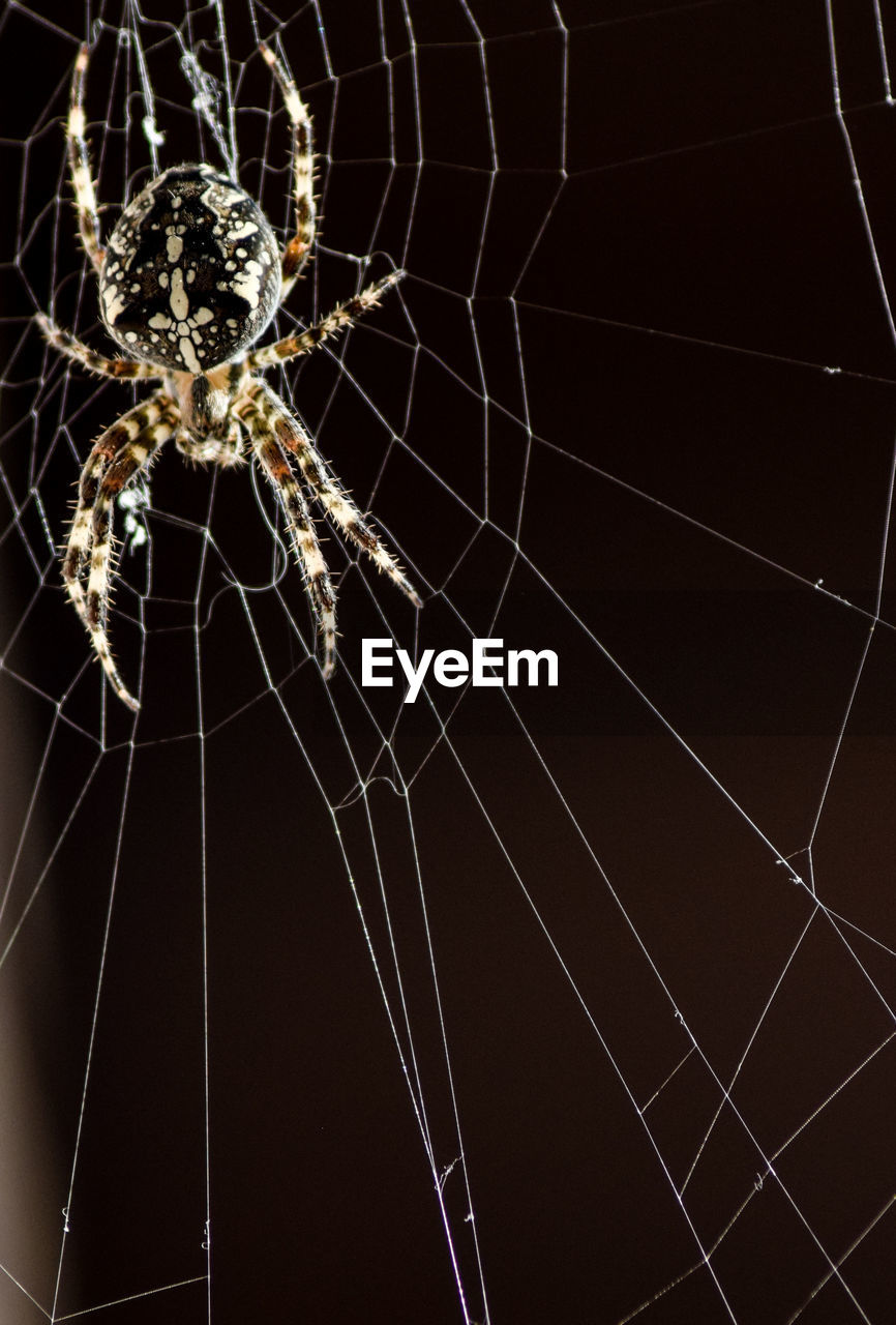 Close-up of spider on web against black background