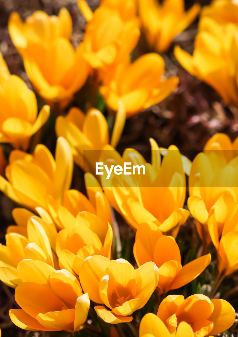 full frame shot of yellow flowering plant