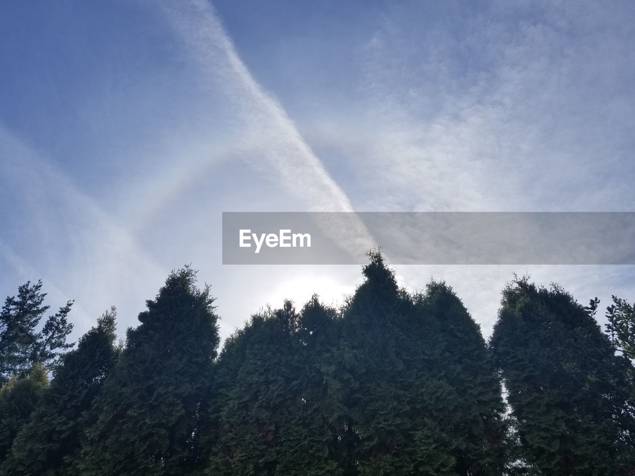 LOW ANGLE VIEW OF VAPOR TRAIL IN FOREST