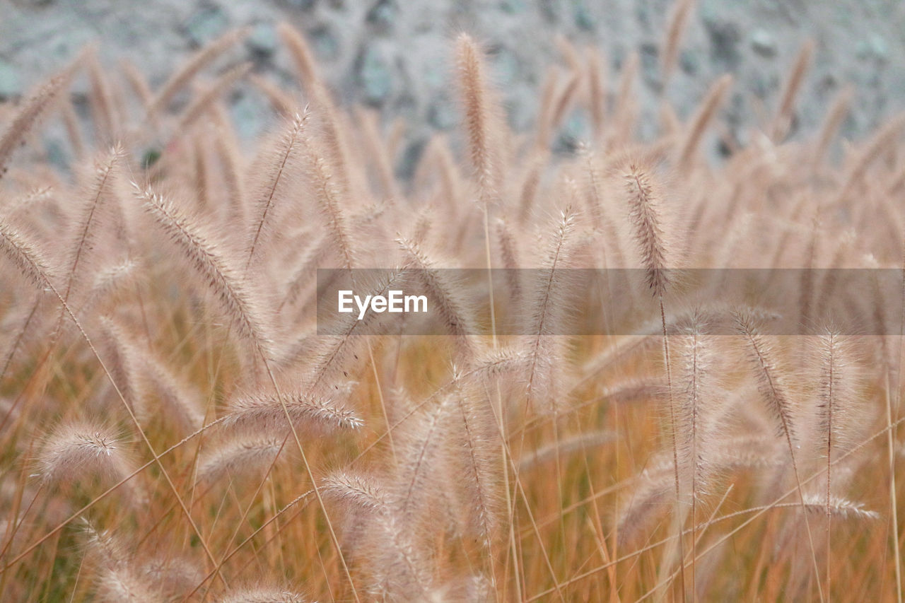 plant, growth, nature, land, beauty in nature, grass, close-up, field, no people, wheat, frost, cereal plant, day, landscape, tranquility, agriculture, sand, outdoors, selective focus, focus on foreground, backgrounds, crop, macro photography, fragility, rural scene, environment, food