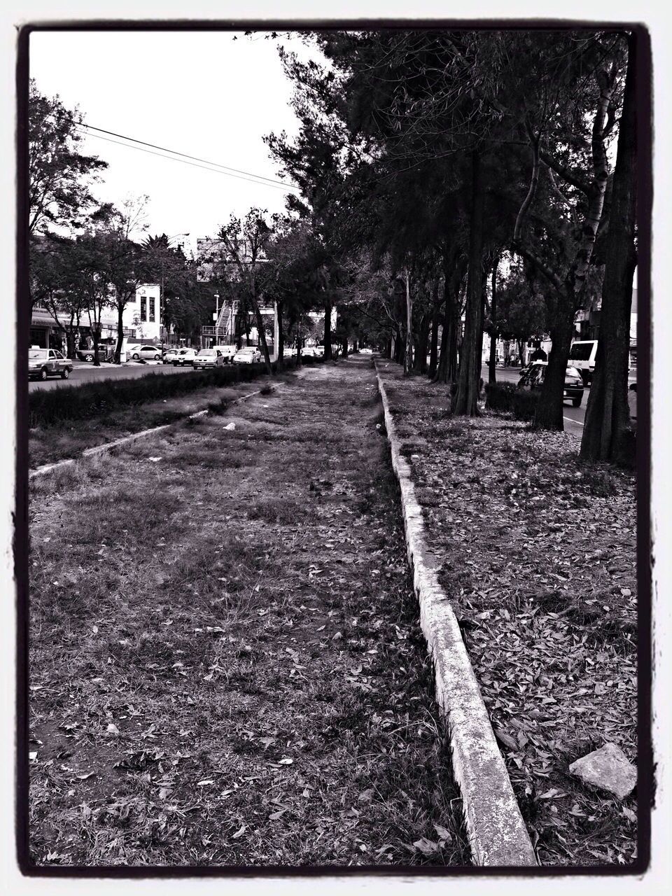 TREES ALONG STREET