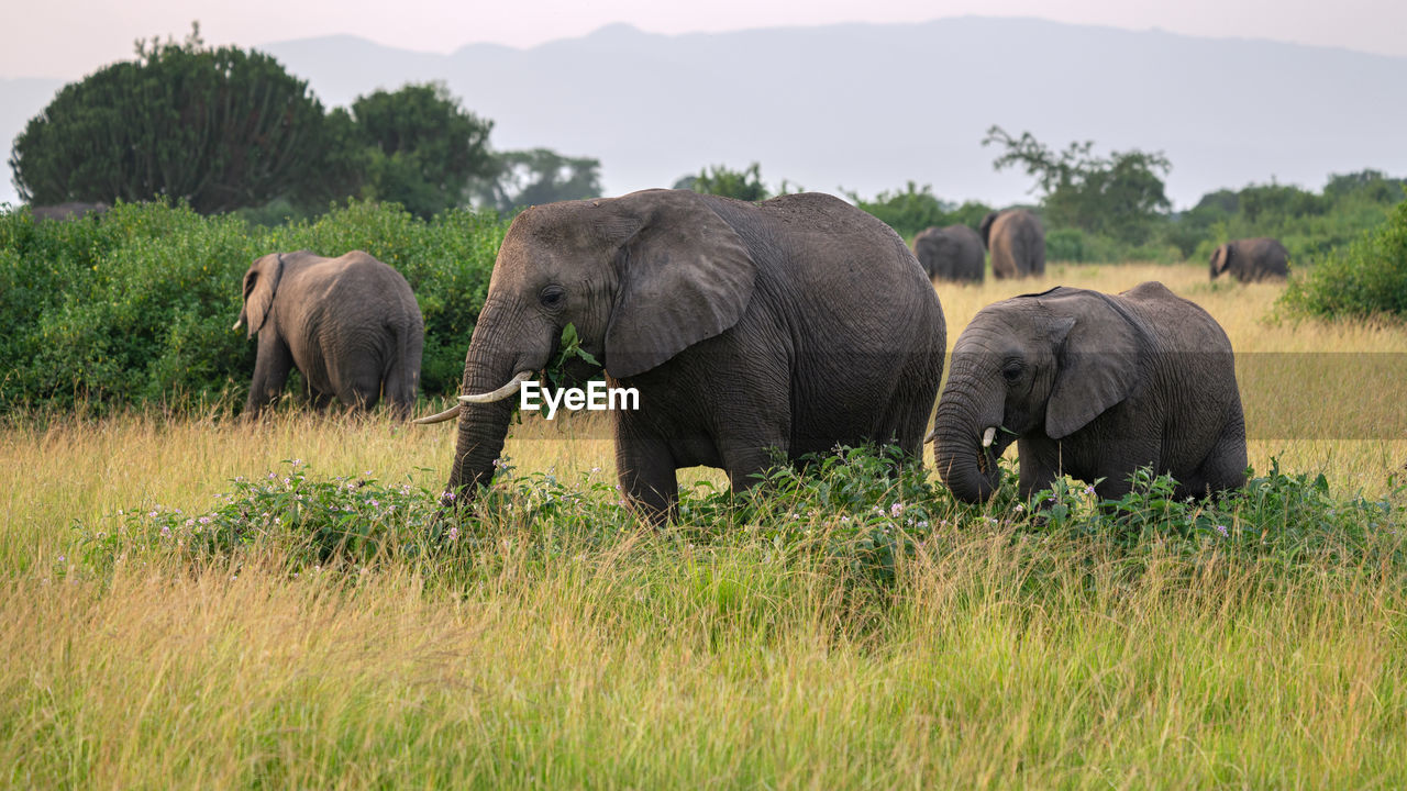 African elephant, loxodonta africana,  queen elizabeth national park, uganda