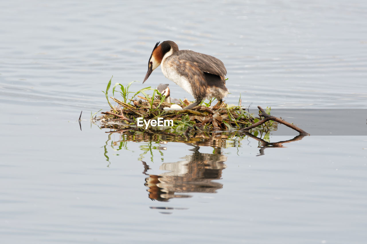 Bird breeding on a lake