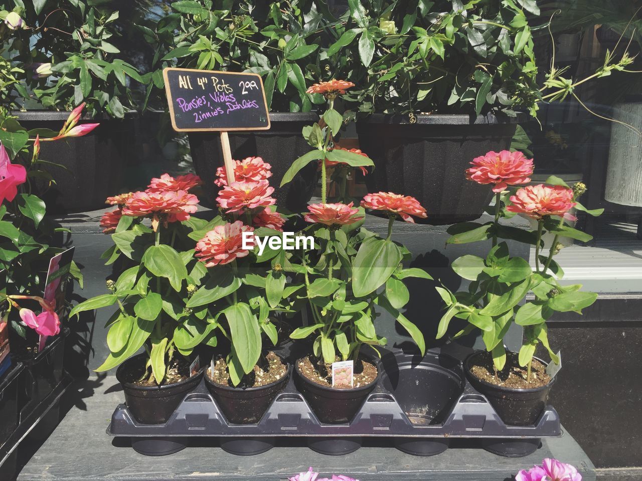 CLOSE-UP OF POTTED PLANTS WITH TEXT ON POT