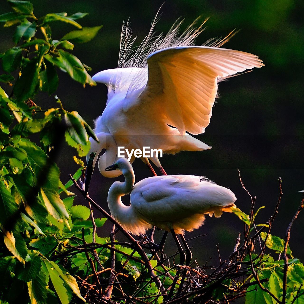 Snowy egrets perching on tree