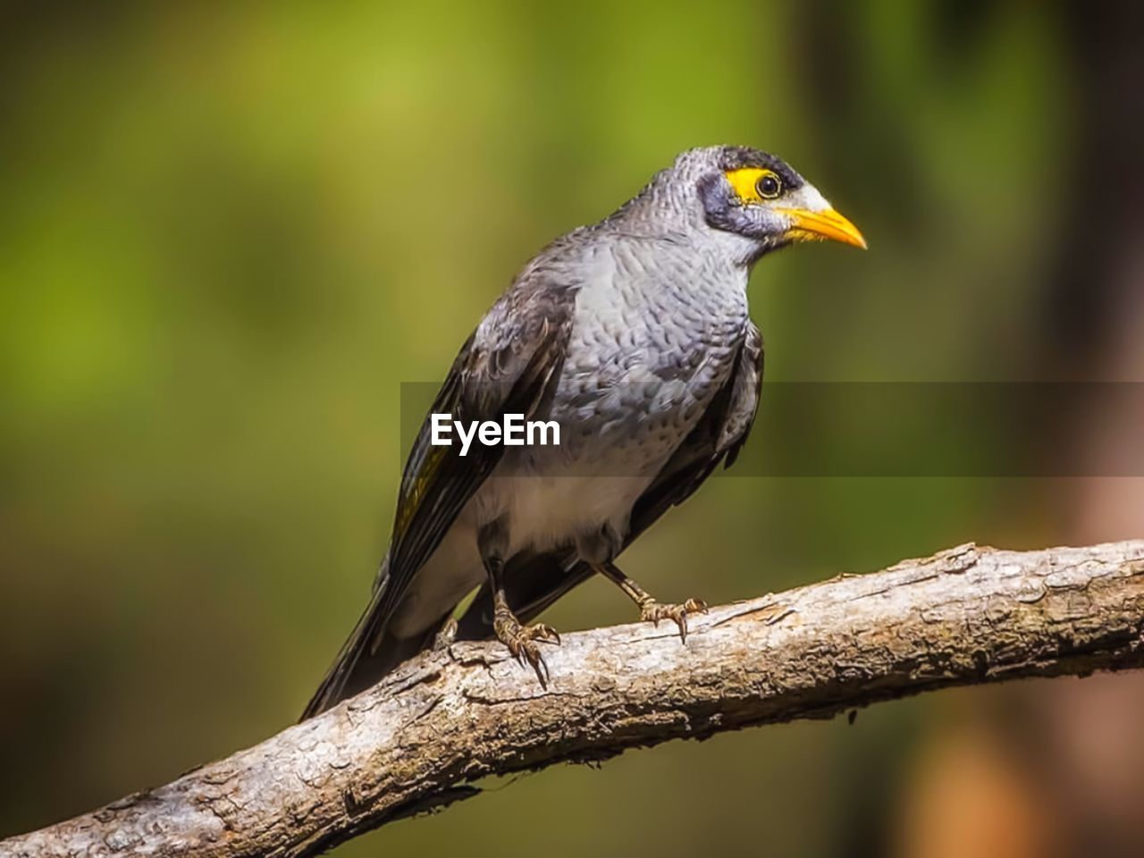 Close-up of bird perching on branch