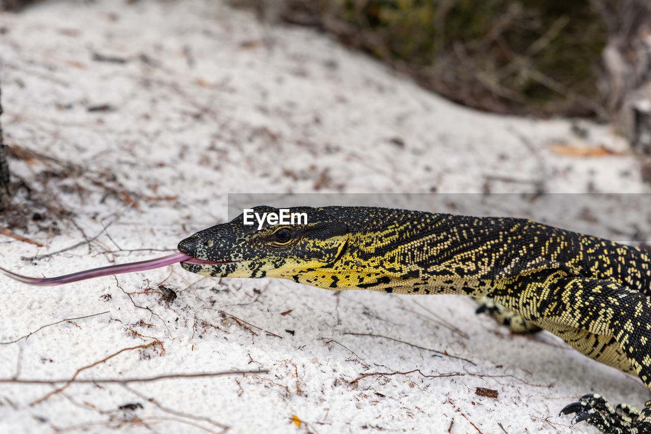 Close-up of a lace monitor aka tree goanna at lake mckenzie, fraser island, queensland, australia.