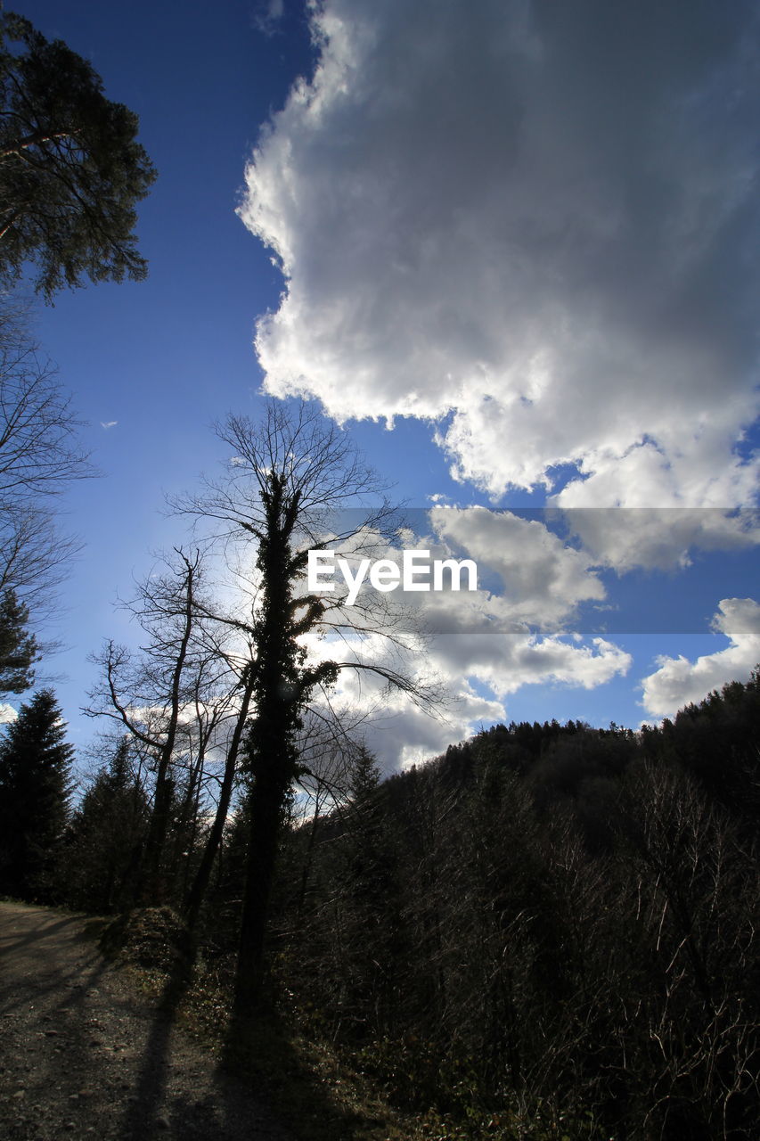 LOW ANGLE VIEW OF TREES AGAINST SKY IN FOREST