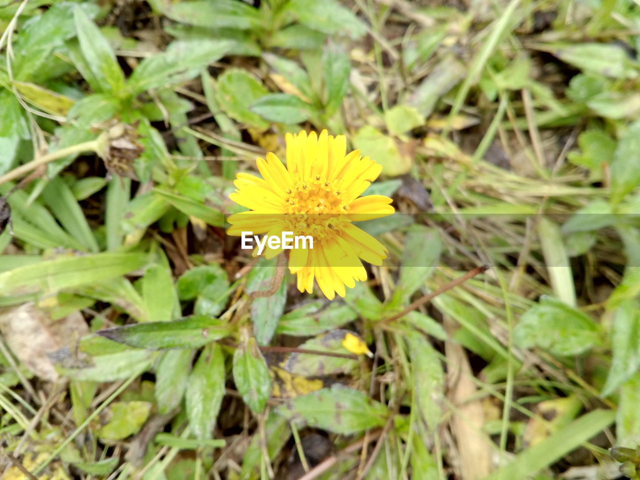 CLOSE-UP OF YELLOW FLOWER BLOOMING