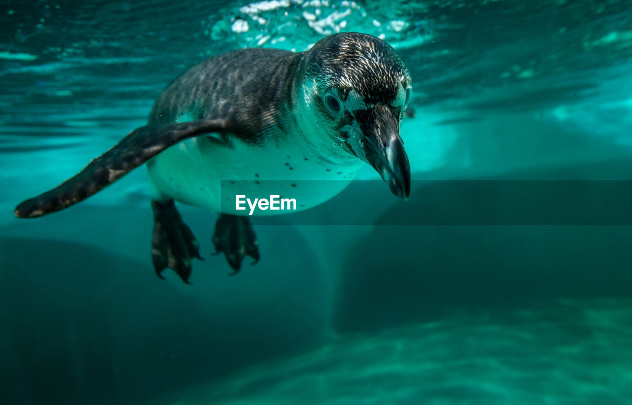 Penguin swimming in aquarium