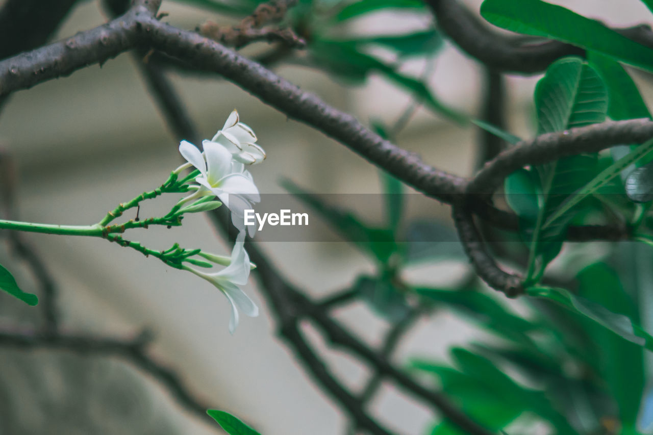 Close-up of white flowers against blurred background